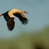 Cap bily - Ciconia ciconia - White Stork 1444